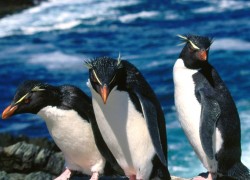 如何在赏金国际官网上进行有效的交易 如何在赏金国际官网上进行有效的交易