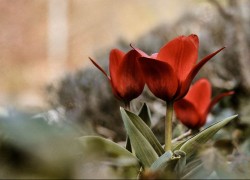 通过赏金国际app,如何实现多元化收入来源 通过赏金国际app,如何实现多元化收入来源