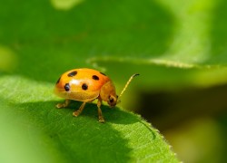 赏金国际的社会影响:对治安的正负面作用 赏金国际的社会影响:对治安的正负面作用