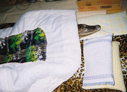 如何利用数据分析提升赏金国际pg的盈利 如何利用数据分析提升赏金国际pg的盈利